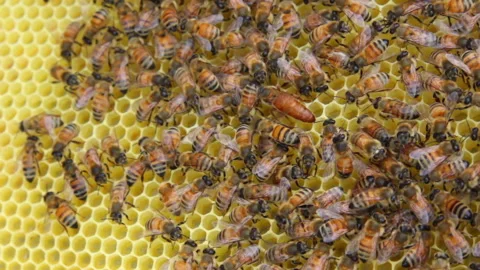 Bee close up. Bees at the bee hive. Swarm of bees Stock Footage 169783399