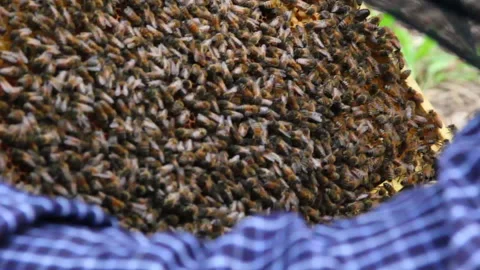 Bee close up. Bees at the bee hive. Swarm of bees Vídeos de archivo 169783460