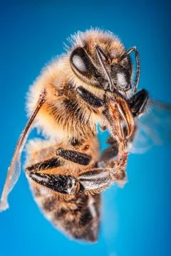 Bee close up with blue gradient background Stock Photos