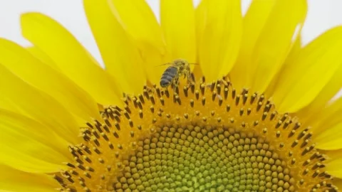 Bee close-up. Collects nectar on a sunflower flower. A bright video on a sunny Stock Footage 159292461