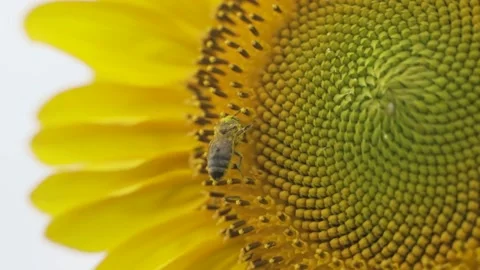 Bee close-up. Collects nectar on a sunflower flower. A bright video on a sunny Stock Footage 160374262