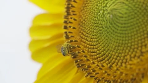 Bee close-up. Collects nectar on a sunflower flower. A bright video on a sunny Stock Footage 160561245
