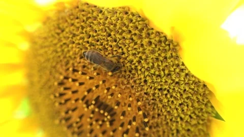 Bee close-up. Collects nectar on a sunflower flower. A bright video on a sunny Stock Footage 162038248