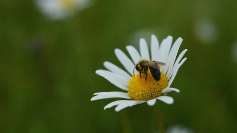 Bee in close-up on a daisy flower. Video stock 157822709
