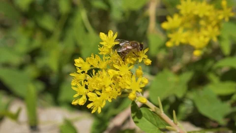 Bee close-up: eats the pollen of a flower Stock Footage 94485534