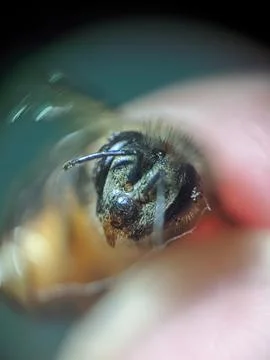 Bee close up extreame raw for stacking 库存照片