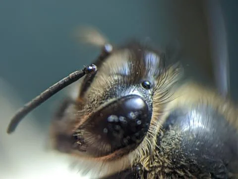 Bee close up extreame raw for stacking Stock Photos