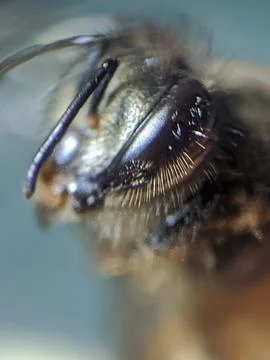 Bee close up extreame raw for stacking Foto stock