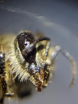 Bee close up extreame raw for stacking Foto stock