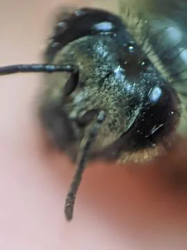 Bee close up extreame raw for stacking Stock Photos