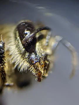 Bee close up extreame raw for stacking sideways Stock Photos