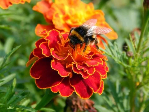 Bee on a close-up flower of a carnation Stock Photos