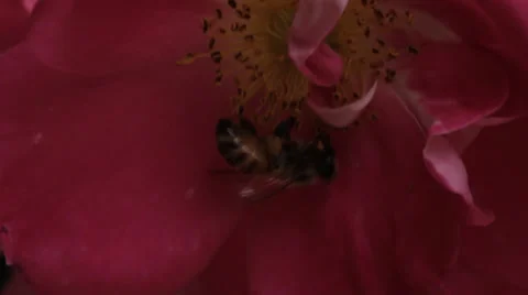 Bee Close up in Flower Stock Footage 24994577