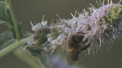 Bee Close Up on flower Stock Footage 66687029