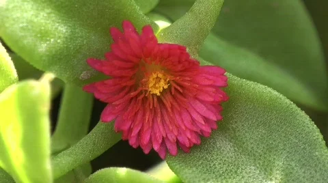 Bee close up Stock Footage 712929