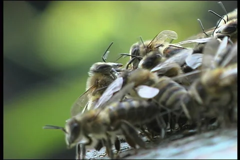 Bee, a close up Stockbeeldmateriaal 906283