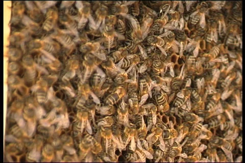 Bee, a close up Vídeos de archivo 906317