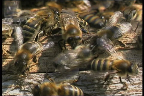 Bee, a close up Видео 906372