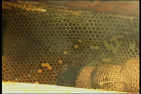 Bee, a close up Vídeo Stock 906393