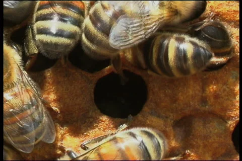 Bee, a close up Видео 906432
