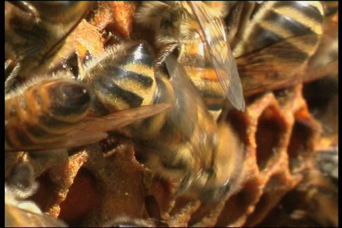 Bee, a close up Video stock 906441
