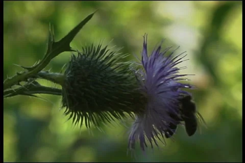 Bee, a close up Video stock 906442