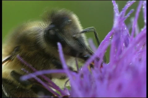Bee, a close up Stock Footage 906453