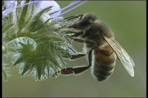 Bee, a close up Stock Footage 906459