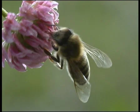 Bee, a close up Stockbeeldmateriaal 906470