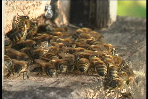 Bee, a close up 스톡 동영상 906480