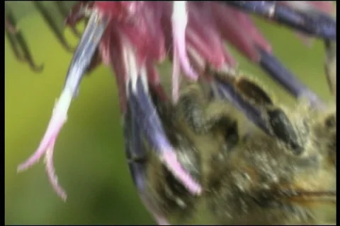 Bee, a close up Видео 906490