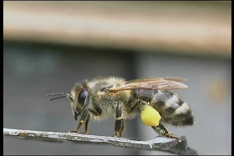 Bee, a close up Видео 906503