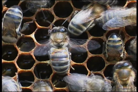 Bee, a close up 스톡 동영상 906537