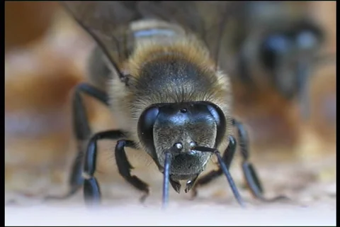 Bee, a close up Vídeo Stock 906551