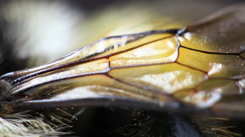 Bee close up 動画素材 24829339