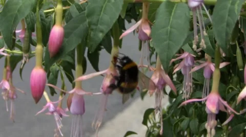 Bee close up Stock Footage 45535684