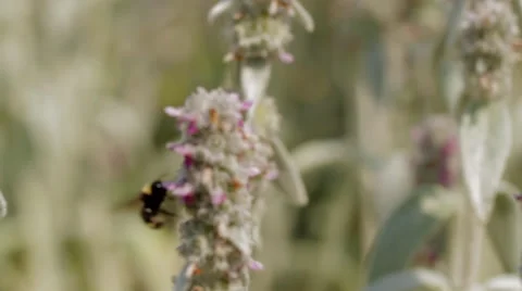 Bee Close Up Stock Footage 55537287