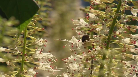 Bee Close up Video stock 73698661