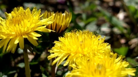 Bee close up Stock Footage 80823649