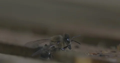 Bee close up Stock Footage 107013180