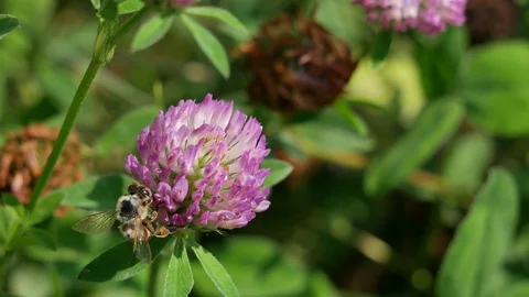 Bee close up. Video stock 116542701