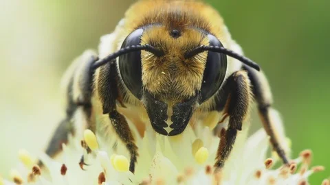 Bee close-up Stock Footage 122179882