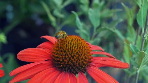 Bee close up Video stock 128379058