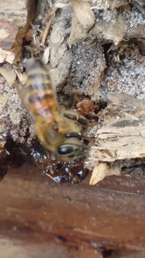 BEE CLOSE UP Stock Footage 156048881