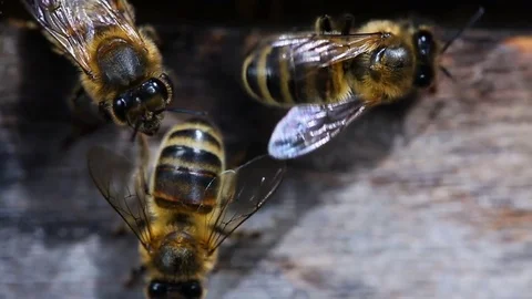 Bee close-up in a hive Stock-Footage 82874095