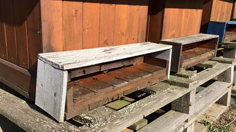 Bee close up. A large group of bees flies to the hive. Stock Footage 127836209