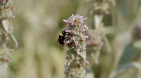 Bee Close Up in Lavender Stock Footage 24817105