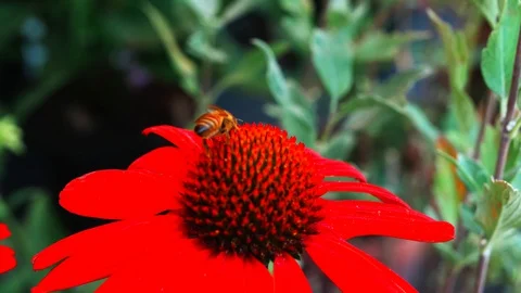 Bee close up lut Video stock 128379194