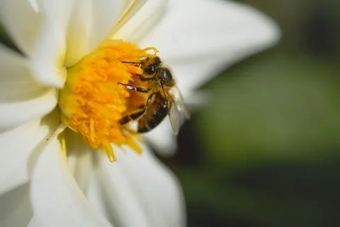 Bee close up, macro inside a white flower, pollinating Stock Photos