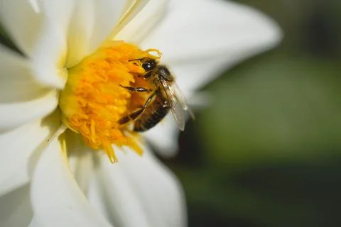 Bee close up, macro inside a white flower, pollinating Stock Photos